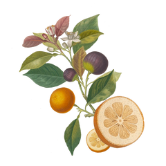 Clementine Tea Towel